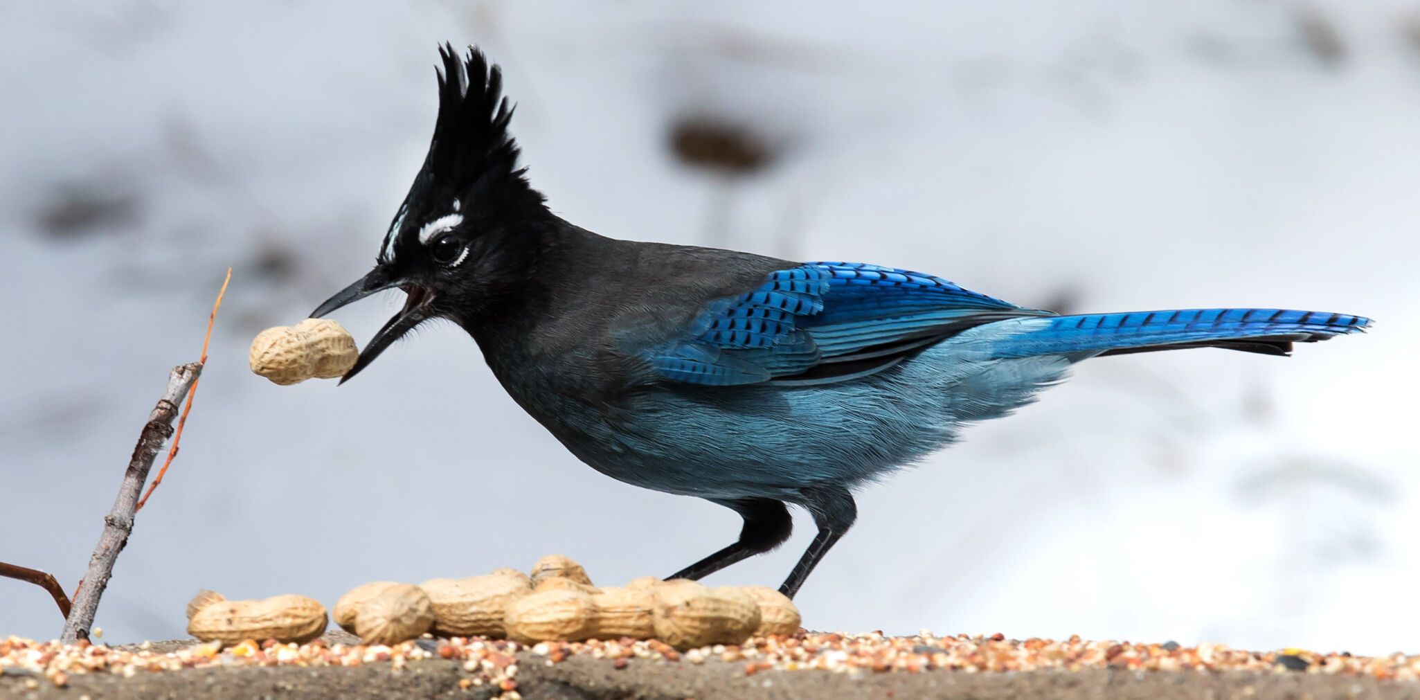 Snow in the Santa Catalina Mountains
